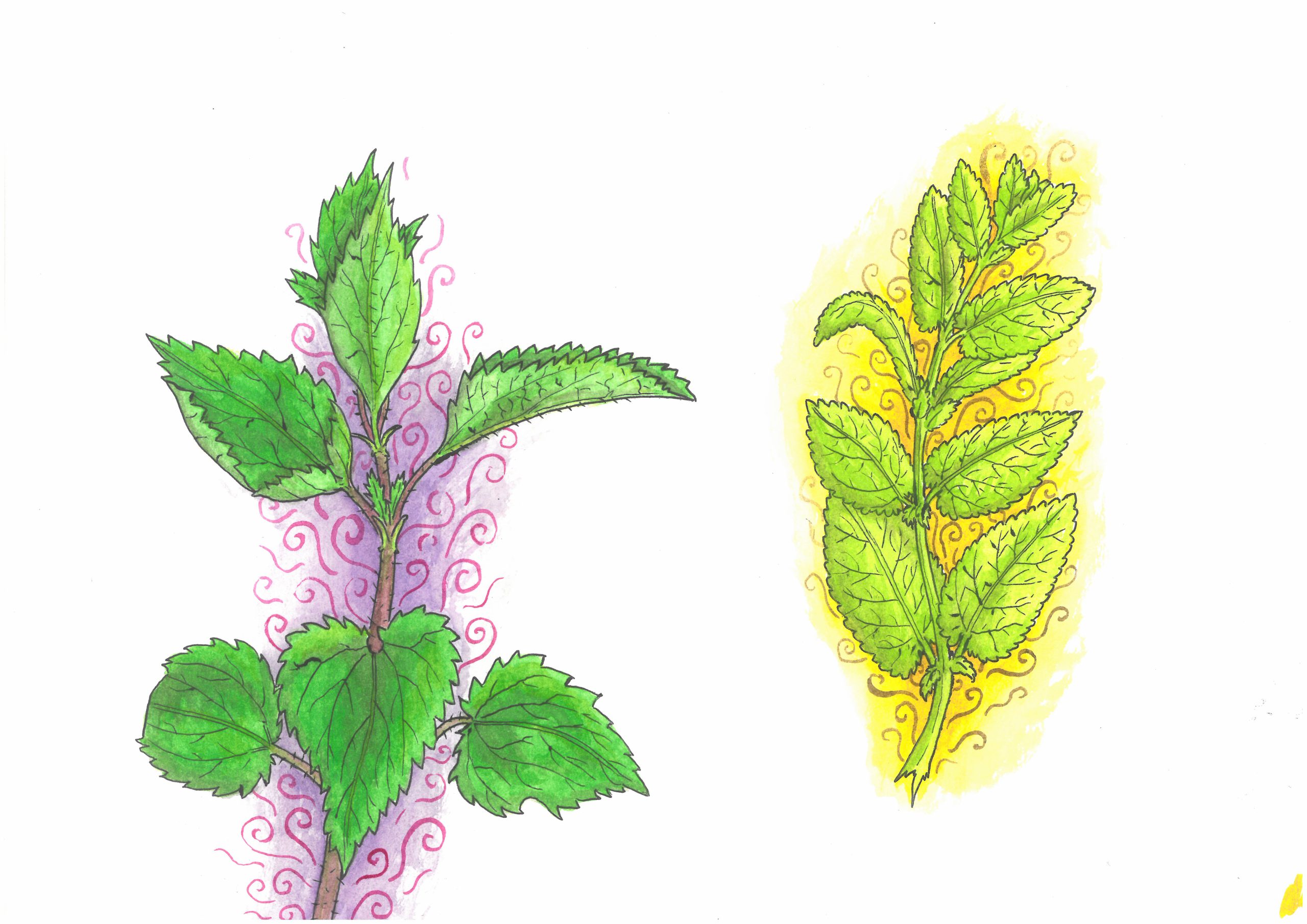 nettel and lemon balm
